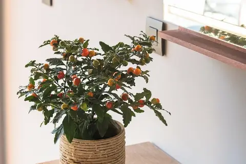 Pilot Amphora Boutique Hotel in Georgioupolis — foto 30