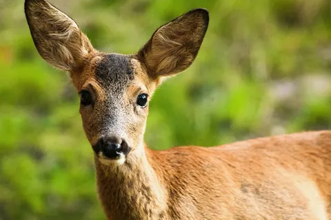 Hotel-Gasthof Rappen in Baiersbronn — foto 19