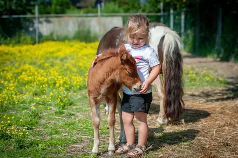 Camping De Vogel foto 26
