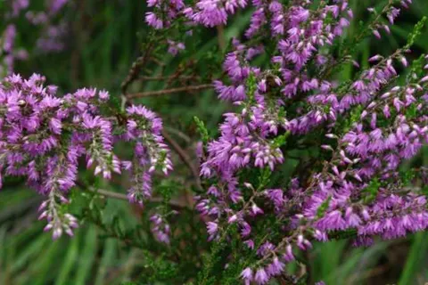 Akzent Hotel Zur Grünen Eiche foto 30