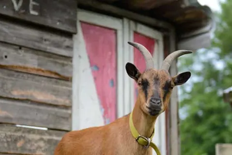 Hotelhuisjes Oosterleek foto 7