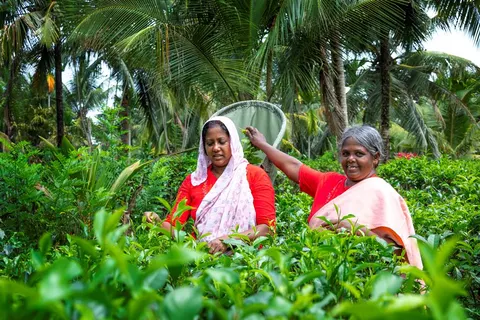 17 daagse fly drive Sri Lanka Klassiek foto 5