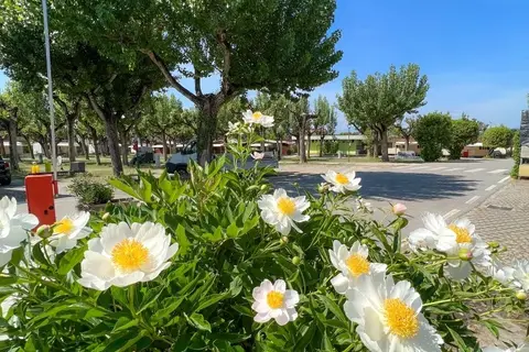 Wien in Peschiera del Garda — foto 9