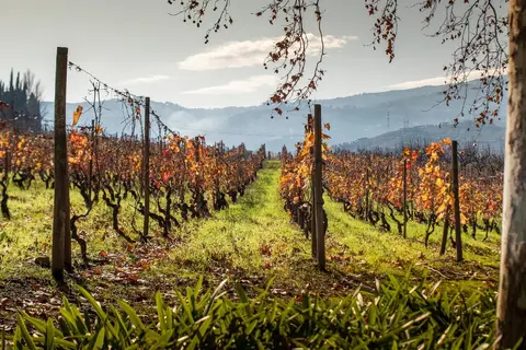 Quinta da Pacheca in Lamego, foto 14
