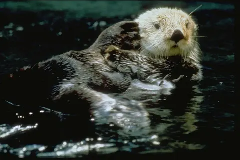 Rocky Mountain Rail Tour and the Inside Passage foto 23