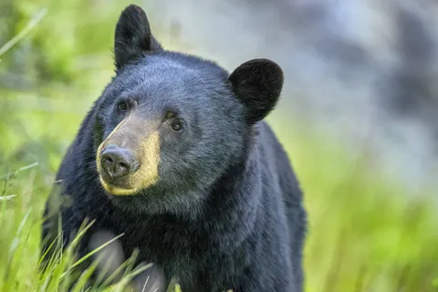 2 weeks in Western Canada foto 3