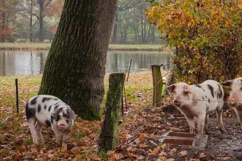 Bed and Breakfast Hoeve Springendal foto 21