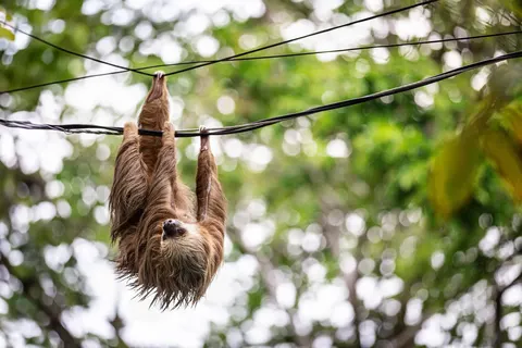 Costa Rica coast to coast in Costa Rica — foto 2