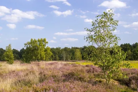 Bed and Breakfast Aan de Beek Arcen foto 19