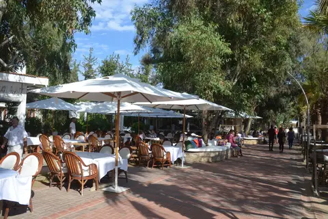 Okaliptus in Bodrum, foto 12