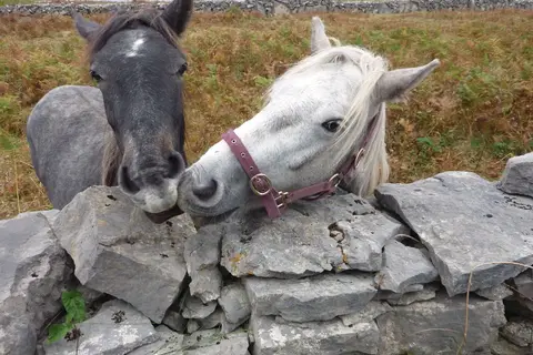 Ierland op het Gemak in Ierland — foto 20
