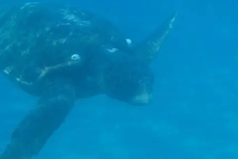 Ilaria in Δημοτική Ενότητα Λαγανά — foto 9