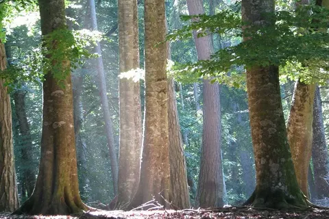 Hotel Residence Il Porto foto 12