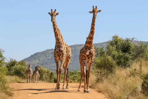 Ontdek het Noorden van Zuid-Afrika incl. Kruger in Noorderlijk Zuid-Afrika, Krugerpark, Panoramaroute — foto 3