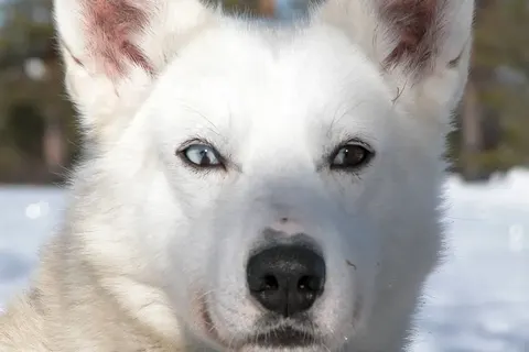 Ontdek het winteravontuur vanuit Lillehammer foto 7