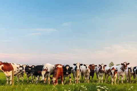 Best Western Plus Amstelveen foto 23