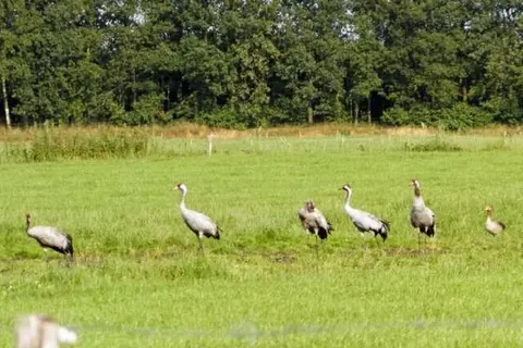 Camping de Stal foto 12