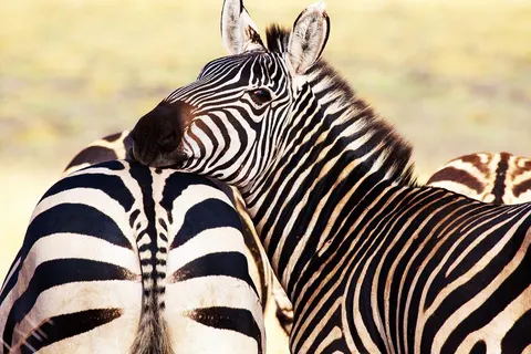 9 daagse safari Tsavo & Taita foto 4