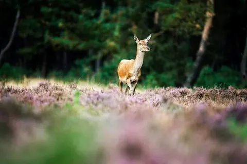 Dorpsherberg De Roskam foto 17