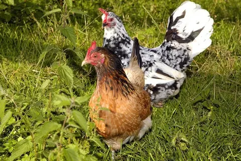 Hotel Stieglerhof foto 8