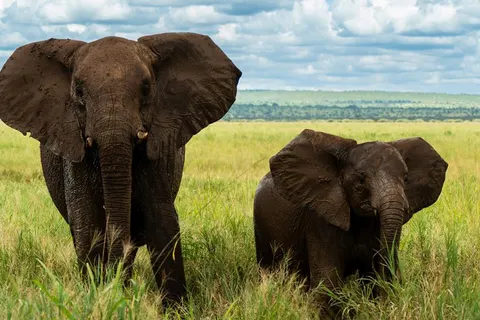 13 daagse safari Ritme van Serengeti & Zanzibar foto 3