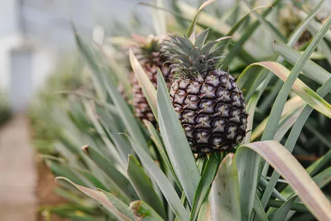 Hotel Herdade do Ananas in Ponta Delgada — foto 22