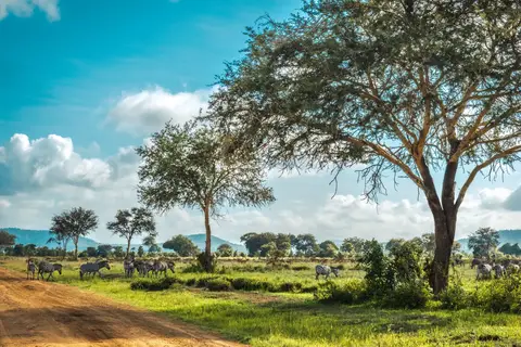 Geheime Schatten van Tanzania in Tanzania — foto 7