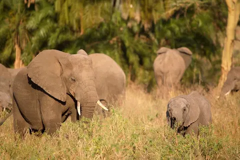 12 daagse safari Selous & Zanzibar deluxe foto 5