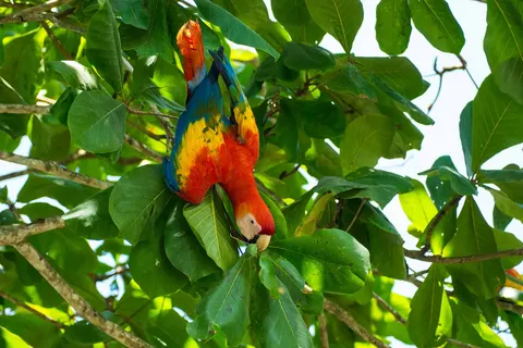 Ontdek Costa Rica in Costa Rica — foto 2