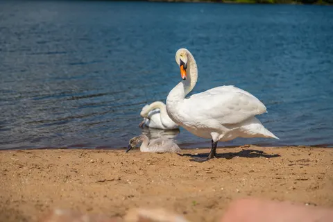 Vakantiepark Aan De Maas foto 8