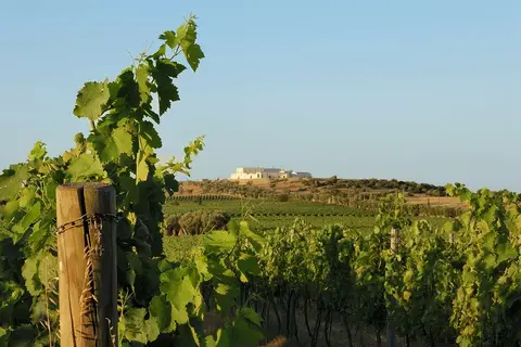 Masseria Amastuola Wine Resort in Crispiano, foto 24