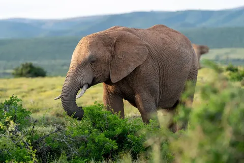 Pragtig Suid-Afrika foto 12