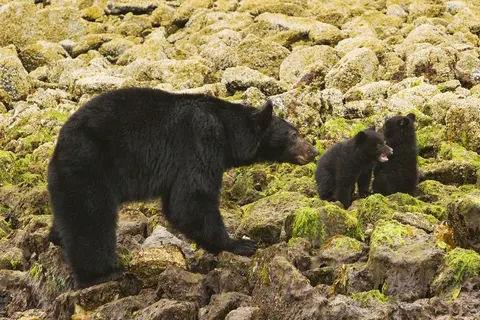 Rocky Mountain Rail Tour and the Inside Passage foto 19