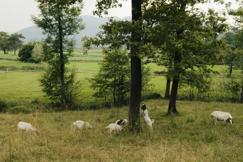 Forest Camping Mozirje in Mozirje — foto 36