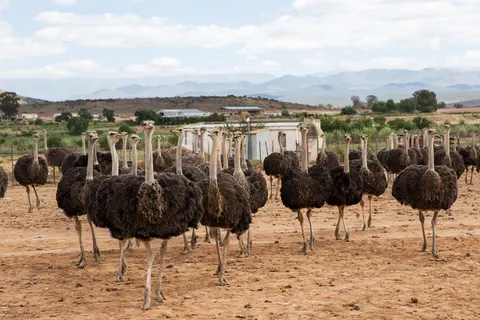 18 daagse fly drive Schatten van de Kaap in Montagu — foto 3
