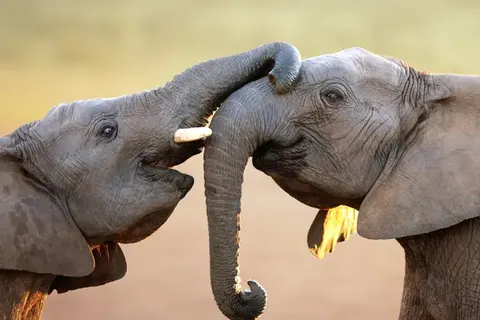 Explore the Garden Route & Beyond foto 6