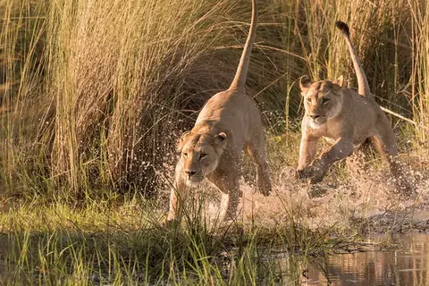 Explore Beautiful Botswana foto 7