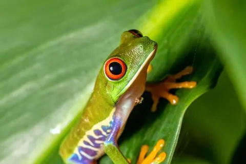 19-daagse rondreis Costa Rica & Bocas del Toro foto 5