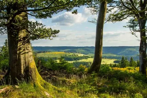 Landhotel Sauerländer Hof foto 12