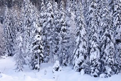 Hotel Cesa Tyrol foto 30