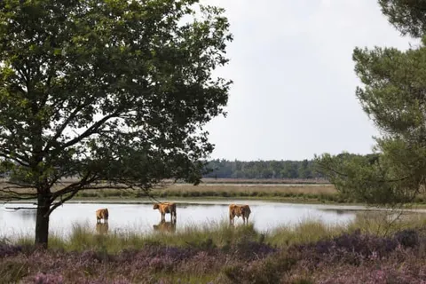 Landgoed Huize Bergen foto 34