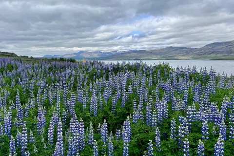 Faeröer Eilanden en IJsland foto 32