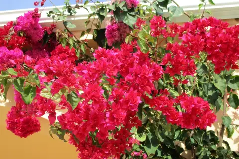 Monte Dos Avos Apartamentos in Albufeira — foto 23
