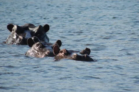 Explore Beautiful Botswana foto 1