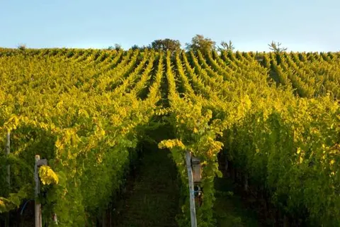 All in Alexain Hotel foto 18