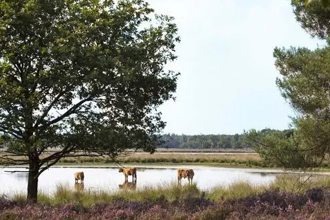 ibis Hotel Tilburg foto 17