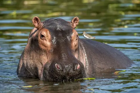 Zuid-Afrika op het Gemak in Noorderlijk Zuid-Afrika, Krugerpark, Panoramaroute — foto 6