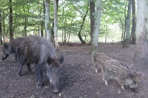 Vakantiepark de Bosrand foto 19