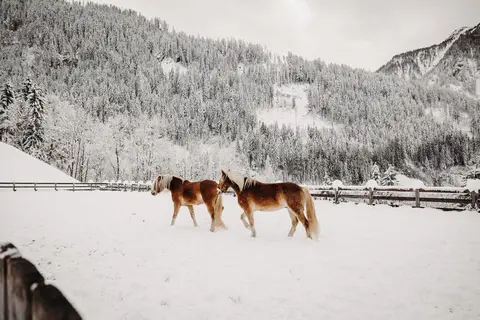 Gut Berg in Sankt Johann im Pongau — foto 15