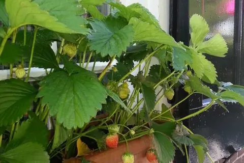 Boutique Hotel en Boerderij restaurant De Gloepe foto 18